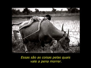 Essas são as coisas pelas quais  vale a pena morrer. 