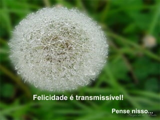 Felicidade é transmissível!
                       Pense nisso...
 