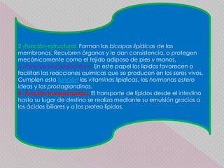 2.-Función estructural. Forman las bicapas lipídicas de las
membranas. Recubren órganos y le dan consistencia, o protegen
mecánicamente como el tejido adiposo de pies y manos.
3.-Función biocatalizadora. En este papel los lípidos favorecen o
facilitan las reacciones químicas que se producen en los seres vivos.
Cumplen esta función las vitaminas lipídicas, las hormonas estero
ideas y las prostaglandinas.
4.-Función transportadora. El transporte de lípidos desde el intestino
hasta su lugar de destino se realiza mediante su emulsión gracias a
los ácidos biliares y a los proteo lípidos.
 
