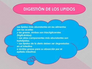 DIGESTIÓN DE LOS LIPIDOS
Los lípidos más abundantes en los alimentos
son los aceites
y las grasas. Ambos son triacilgliceroles
(triglicéridos).
• Los otros componentes más abundantes son
fosfolípidos.
• Los lípidos de la dieta deben ser degradados
en el intestino
a ácidos grasos para su absorción por el
epitelio intestinal.
 