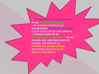 • La digestión de los lípidos ocurre
en las interfases lípidoagua.
• En el lumen intestinal son
incorporados en micelas formadas
con la ayuda de las sales biliares.
• El enlace éster de los
triacilgliceroles y fosfolípidos en las
micelas está orientado hacia el
exterior, permitiendo su
hidrólisis por lipasas solubles
secretadas por el páncreas
(lipasa y fosfolipasa
 