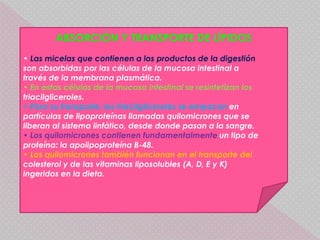 ABSORCIÓN Y TRANSPORTE DE LÍPIDOS
• Las micelas que contienen a los productos de la digestión
son absorbidas por las células de la mucosa intestinal a
través de la membrana plasmática.
• En estas células de la mucosa intestinal se resintetizan los
triacilgliceroles.
• Para su transporte, los triacilgliceroles se empacan en
partículas de lipoproteínas llamadas quilomicrones que se
liberan al sistema linfático, desde donde pasan a la sangre.
• Los quilomicrones contienen fundamentalmente un tipo de
proteína: la apolipoproteína B-48.
• Los quilomicrones también funcionan en el transporte del
colesterol y de las vitaminas liposolubles (A, D, E y K)
ingeridos en la dieta.
 