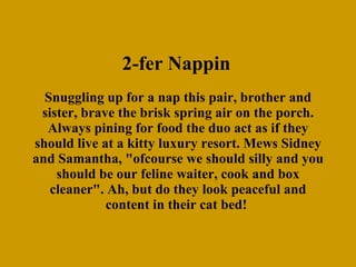 2-fer Nappin   Snuggling up for a nap this pair, brother and sister, brave the brisk spring air on the porch. Always pining for food the duo act as if they should live at a kitty luxury resort. Mews Sidney and Samantha, "ofcourse we should silly and you should be our feline waiter, cook and box cleaner". Ah, but do they look peaceful and content in their cat bed!  