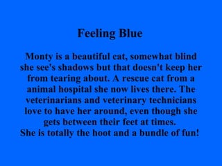 Feeling Blue   Monty is a beautiful cat, somewhat blind she see's shadows but that doesn't keep her from tearing about. A rescue cat from a animal hospital she now lives there. The veterinarians and veterinary technicians love to have her around, even though she gets between their feet at times.  She is totally the hoot and a bundle of fun!  