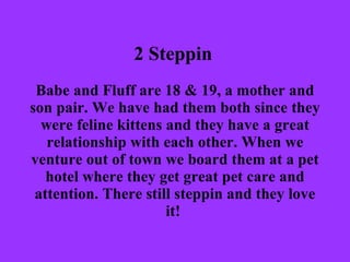 2 Steppin   Babe and Fluff are 18 & 19, a mother and son pair. We have had them both since they were feline kittens and they have a great relationship with each other. When we venture out of town we board them at a pet hotel where they get great pet care and attention. There still steppin and they love it!  