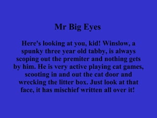 Mr Big Eyes   Here's looking at you, kid! Winslow, a spunky three year old tabby, is always scoping out the premiter and nothing gets by him. He is very active playing cat games, scooting in and out the cat door and wrecking the litter box. Just look at that face, it has mischief written all over it!  