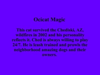 Ocicat Magic   This cat survived the Chediski, AZ, wildfires in 2002 and his personality reflects it. Ched is always willing to play 24/7. He is leash trained and prowls the neighborhood amazing dogs and their owners.   