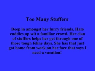 Too Many Stuffers   Deep in amongst her furry friends, Halo cuddles up wit a familiar crowd. Her clan of stuffers helps her get through one of those tough feline days. She has that just got home from work on her face that says I need a vacation!  