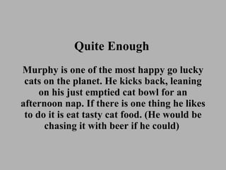 Quite Enough   Murphy is one of the most happy go lucky cats on the planet. He kicks back, leaning on his just emptied cat bowl for an afternoon nap. If there is one thing he likes to do it is eat tasty cat food. (He would be chasing it with beer if he could)  
