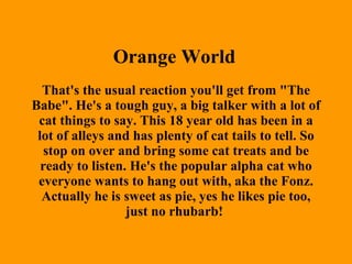 Orange World   That's the usual reaction you'll get from "The Babe". He's a tough guy, a big talker with a lot of cat things to say. This 18 year old has been in a lot of alleys and has plenty of cat tails to tell. So stop on over and bring some cat treats and be ready to listen. He's the popular alpha cat who everyone wants to hang out with, aka the Fonz. Actually he is sweet as pie, yes he likes pie too, just no rhubarb!  