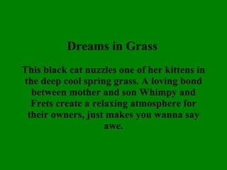Dreams in Grass   This black cat nuzzles one of her kittens in the deep cool spring grass. A loving bond between mother and son Whimpy and Frets create a relaxing atmosphere for their owners, just makes you wanna say awe. 