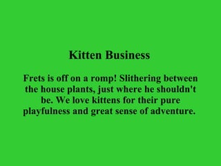 Kitten Business   Frets is off on a romp! Slithering between the house plants, just where he shouldn't be. We love kittens for their pure playfulness and great sense of adventure.  