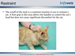 Feline Care Power Point Feline Care PowerPoint | PPT