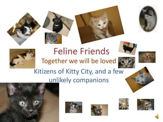 Feline Friends Together we will be loved Kitizens of Kitty City, and a few unlikely companions 