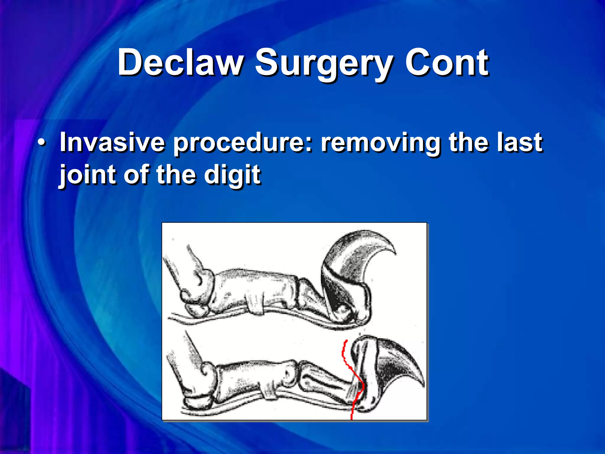 Declaw Surgery Cont
• Invasive procedure: removing the last
joint of the digit
 