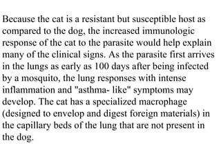 Because the cat is a resistant but susceptible host as compared to the dog, the increased immunologic response of the cat to the parasite would help explain many of the clinical signs. As the parasite first arrives in the lungs as early as 100 days after being infected by a mosquito, the lung responses with intense inflammation and "asthma- like" symptoms may develop. The cat has a specialized macrophage (designed to envelop and digest foreign materials) in the capillary beds of the lung that are not present in the dog.  