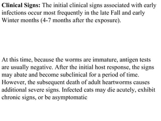 Clinical Signs:  The initial clinical signs associated with early infections occur most frequently in the late Fall and early Winter months (4-7 months after the exposure).  At this time, because the worms are immature, antigen tests are usually negative. After the initial host response, the signs may abate and become subclinical for a period of time. However, the subsequent death of adult heartworms causes additional severe signs. Infected cats may die acutely, exhibit chronic signs, or be asymptomatic  