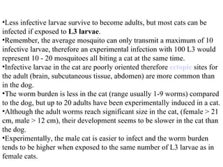 Less infective larvae survive to become adults, but most cats can be infected if exposed to  L3 larvae .  Remember, the average mosquito can only transmit a maximum of 10 infective larvae, therefore an experimental infection with 100 L3 would represent 10 - 20 mosquitoes all biting a cat at the same time.  Infective larvae in the cat are poorly oriented therefore  ectopic  sites for the adult (brain, subcutaneous tissue, abdomen) are more common than in the dog.  The worm burden is less in the cat (range usually 1-9 worms) compared to the dog, but up to 20 adults have been experimentally induced in a cat.  Although the adult worms reach significant size in the cat, (female > 21 cm, male > 12 cm), their development seems to be slower in the cat than the dog.  Experimentally, the male cat is easier to infect and the worm burden tends to be higher when exposed to the same number of L3 larvae as in female cats.  