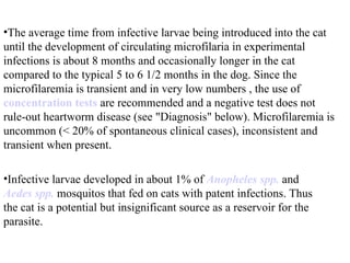 The average time from infective larvae being introduced into the cat until the development of circulating microfilaria in experimental infections is about 8 months and occasionally longer in the cat compared to the typical 5 to 6 1/2 months in the dog. Since the microfilaremia is transient and in very low numbers , the use of  concentration tests  are recommended and a negative test does not rule-out heartworm disease (see "Diagnosis" below). Microfilaremia is uncommon (< 20% of spontaneous clinical cases), inconsistent and transient when present.  Infective larvae developed in about 1% of  Anopheles  spp .  and  Aedes spp .  mosquitos that fed on cats with patent infections. Thus the cat is a potential but insignificant source as a reservoir for the parasite.  