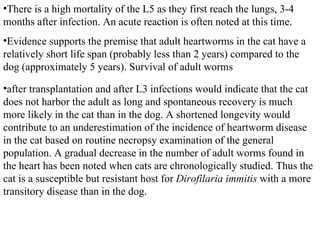 after transplantation and after L3 infections would indicate that the cat does not harbor the adult as long and spontaneous recovery is much more likely in the cat than in the dog. A shortened longevity would contribute to an underestimation of the incidence of heartworm disease in the cat based on routine necropsy examination of the general population. A gradual decrease in the number of adult worms found in the heart has been noted when cats are chronologically studied. Thus the cat is a susceptible but resistant host for  Dirofilaria immitis  with a more transitory disease than in the dog.  There is a high mortality of the L5 as they first reach the lungs, 3-4 months after infection. An acute reaction is often noted at this time.  Evidence supports the premise that adult heartworms in the cat have a relatively short life span (probably less than 2 years) compared to the dog (approximately 5 years). Survival of adult worms  