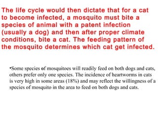 The life cycle would then dictate that for a cat to become infected, a mosquito must bite a species of animal with a patent infection (usually a dog) and then after proper climate conditions, bite a cat. The feeding pattern of the mosquito determines which cat get infected. Some species  o f mosquitoes will readily feed on both dogs and cats, others prefer only one species. The incidence of heartworms in cats is very high in some areas (18%) and may reflect the willingness of a species of mosquito in the area to feed on both dogs and cats.  