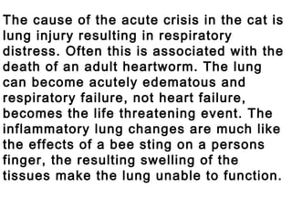 The cause of the acute crisis in the cat is lung injury resulting in respiratory distress. Often this is associated with the death of an adult heartworm. The lung can become acutely edematous and respiratory failure, not heart failure, becomes the life threatening event. The inflammatory lung changes are much like the effects of a bee sting on a persons finger, the resulting swelling of the tissues make the lung unable to function.  