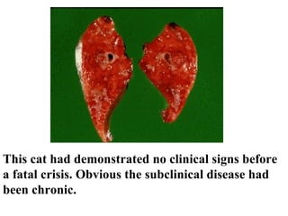 This cat had demonstrated no clinical signs before a fatal crisis. Obvious the subclinical disease had been chronic.   