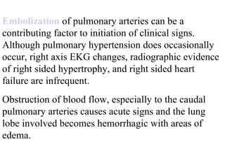 Embolization  of pulmonary arteries can be a contributing factor to initiation of clinical signs. Although pulmonary hypertension does occasionally occur, right axis EKG changes, radiographic evidence of right sided hypertrophy, and right sided heart failure are infrequent.  Obstruction of blood flow, especially to the caudal pulmonary arteries causes acute signs and the lung lobe involved becomes hemorrhagic with areas of edema.  