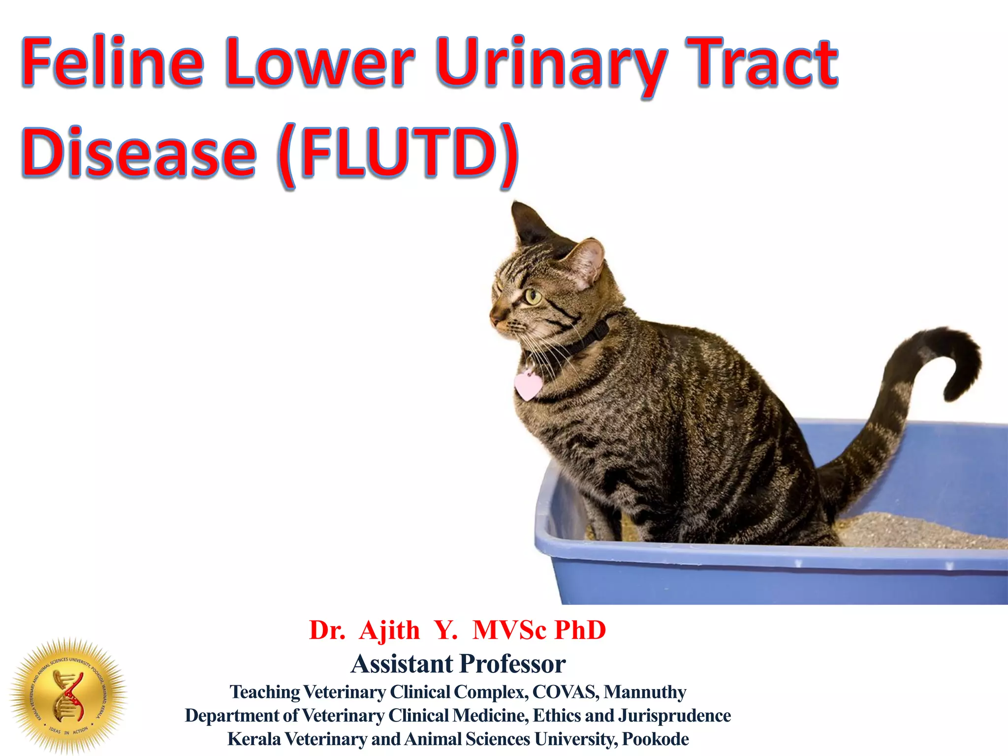 Cat Urinary Tract Infection