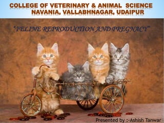 COLLEGE OF VETERINARY & ANIMAL SCIENCE
NAVANIA, VALLABHNAGAR, UDAIPUR
“FELINE REPRODUCTION AND PREGNACY”
Presented by :-Ashish Tanwar
 