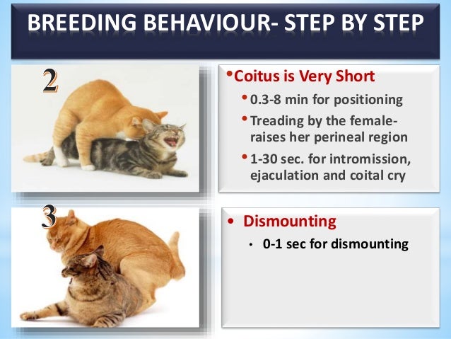 female cat mating behavior