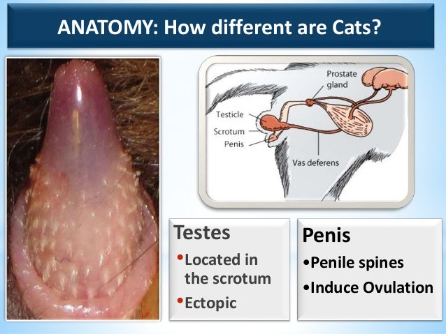 Cats mating diagram