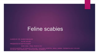 Feline scabies
GUIDED BY- DR. SANDHYABHAVANI
B.V.SC ,M.V.SC
PRESENTED BY-ADITYA KUMAR
BVM-12002 , FINAL YEAR B.V.SC
SOURCE-MADRAS VETERINARY COLLEGE TEACHING HOSPITAL ,SMALL ANIMAL DERMATOLOGY COLOUR
ATLAS BY LINDA MEDLEAU , ARTICLES AND JOURNALS
 