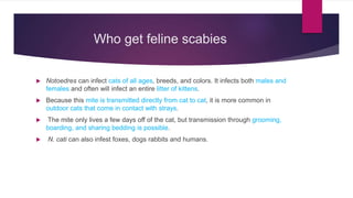 Who get feline scabies
 Notoedres can infect cats of all ages, breeds, and colors. It infects both males and
females and ...