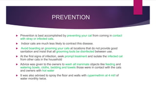 Ivermectin toxicity in cats
 Ivermectin having fairly high margin of safety in cats.
 Use it cautiously in below 6week o...
