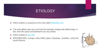 ETIOLOGY
 Feline scabies is caused by a tiny mite called Notoedres cati.
 This mite affects cats very much like the sarc...