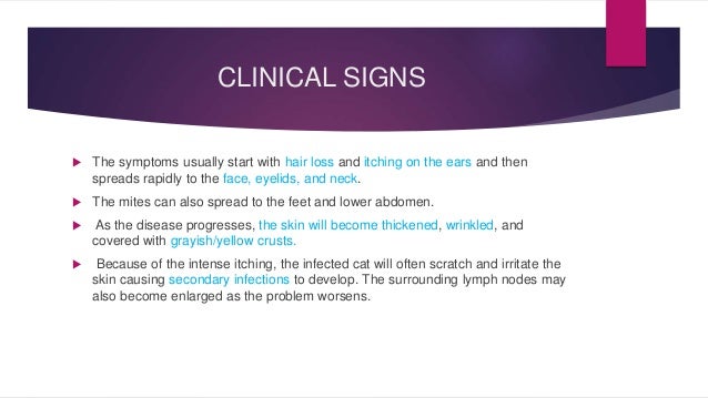 Feline scabies