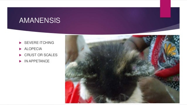 toa payoh vets singapore