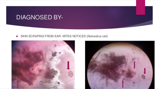 Feline scabies