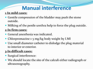 Manual interference
1-In mild cases:
 Gentile compression of the bladder may push the stone
outside.
 Milking of the penile urethra help to force the plug outside.
2-In firm cases:
 General anesthesia was indicated.
 Chlorpromazine 1-3 mg/kg body weight by I.MI
 Use small diameter catheter to dislodge the plug material
to interior or exterior.
3-In difficult cases:
 Surgical interference:
 We should locate the site of the calculi either radiograph or
ultrasonography.
 