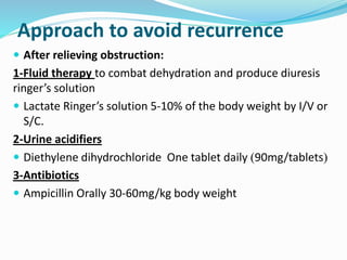 Approach to avoid recurrence
 After relieving obstruction:
1-Fluid therapy to combat dehydration and produce diuresis
ringer’s solution
 Lactate Ringer’s solution 5-10% of the body weight by I/V or
S/C.
2-Urine acidifiers
 Diethylene dihydrochloride One tablet daily (90mg/tablets)
3-Antibiotics
 Ampicillin Orally 30-60mg/kg body weight
 
