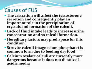 Causes of FUS
 The castration will affect the testosterone
secretion and consequently play an
important role in the precipitation of
crystals and formation of the calculi.
 Lack of fluid intake leads to increase urine
concentration and so calculi formation.
 Hereditary factors may predispose for this
condition.
 Struvite calculi (magnesium phosphate) is
common form due to feeding dry food
 Calcium oxalate calculi are currently more
dangerous because it does not dissolve I
acidic media
 