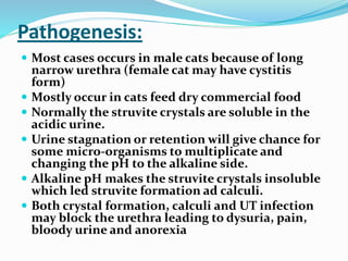 Pathogenesis:
 Most cases occurs in male cats because of long
narrow urethra (female cat may have cystitis
form)
 Mostly occur in cats feed dry commercial food
 Normally the struvite crystals are soluble in the
acidic urine.
 Urine stagnation or retention will give chance for
some micro-organisms to multiplicate and
changing the pH to the alkaline side.
 Alkaline pH makes the struvite crystals insoluble
which led struvite formation ad calculi.
 Both crystal formation, calculi and UT infection
may block the urethra leading to dysuria, pain,
bloody urine and anorexia
 
