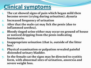 Clinical symptoms
1. The cat showed signs of pain which began mild then
become severe (crying during urination)..dysuria
2. Increased frequency of urination
3. After that the male cat may lick the penis (due to
inflammed urethra).
4. Bloody tinged urine either may occur on ground of house
or noticed dripping from the penis indicating
haematuria.
5. Inappropriate urination (that is, outside of the litter
box)
6. Physical examination or palpation revealed painful
distended urinary bladder.
7. In the female cat the signs may be directed to cystitis
form, with abnormal sites of urination, anorexia and
severe weight loss.
 