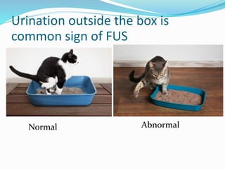 Urination outside the box is
common sign of FUS
Normal Abnormal
 