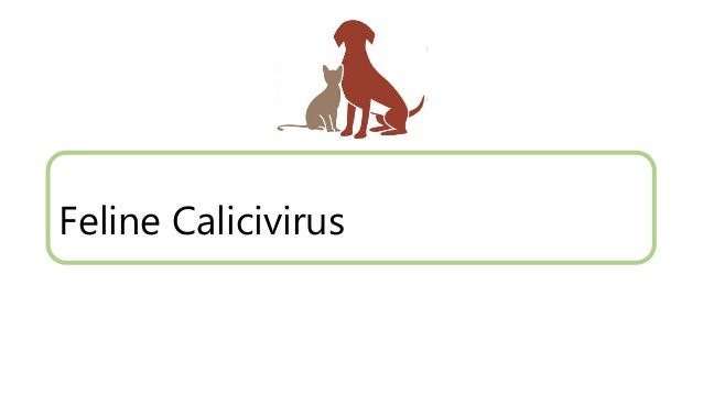 Feline Vaccine Training Presentation