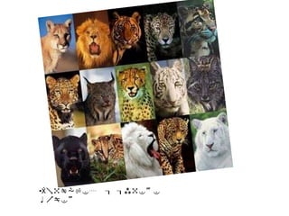 Animales q quiere comerEse animal esta mirando