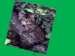 Ese puma estacamindo