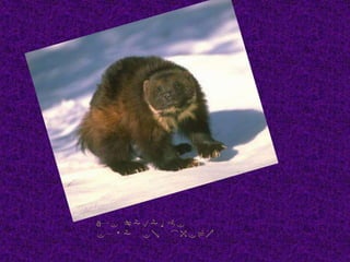 Ese gato esta parado