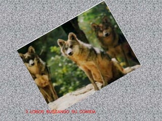 3 LOBOS BUSCANDO SU COMIDA